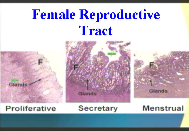 Female Reproductive System The Histology Guide Riset