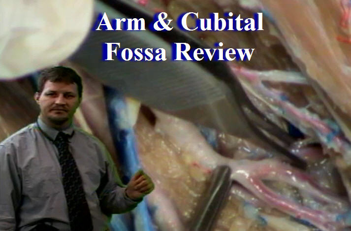 Review: Arm & Cubital Fossa - Anatomy Guy