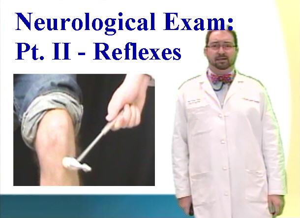 Neurological Examination: Part II - Reflexes - Anatomy Guy