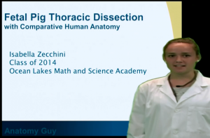 Fetal Pig Thoracic - Anatomy Guy