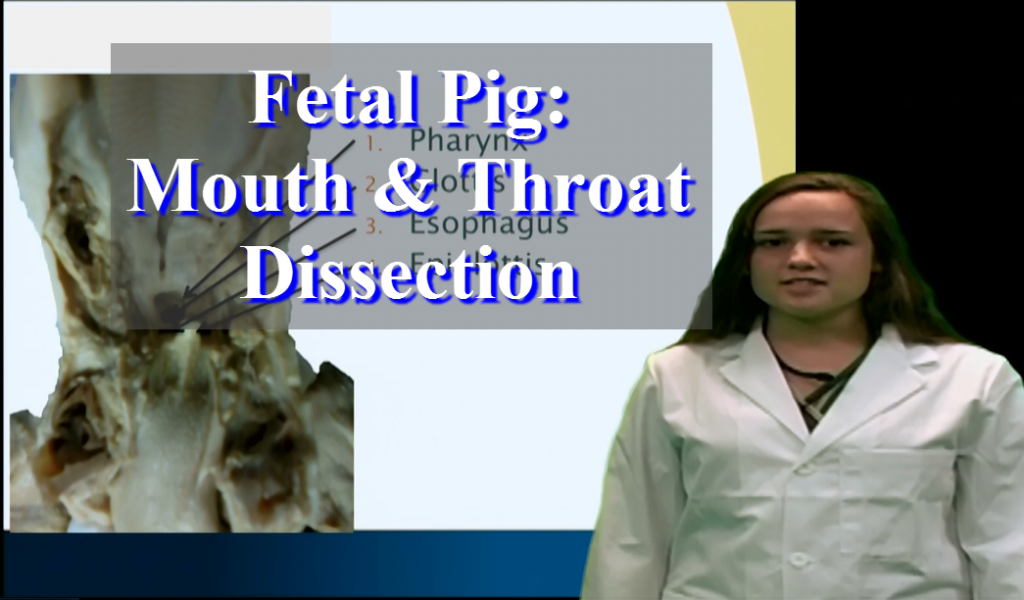 Fetal Pig Mouth & Throat - Anatomy Guy